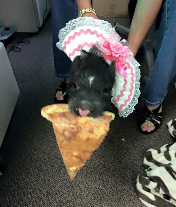 Brought My Pet Pig To Work And She Opened The Fridge And Pulled Out Leftover Pizza And Ran Through The Office