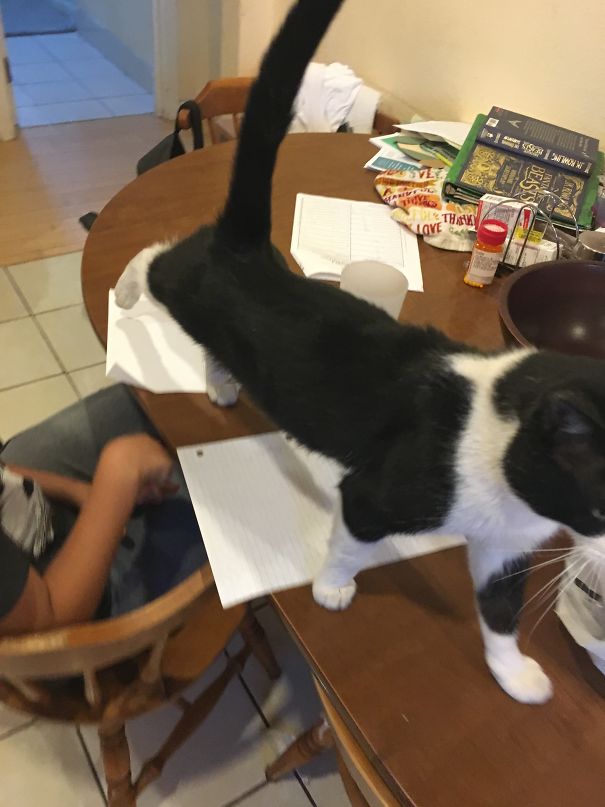 My Son Trying To Do Homework