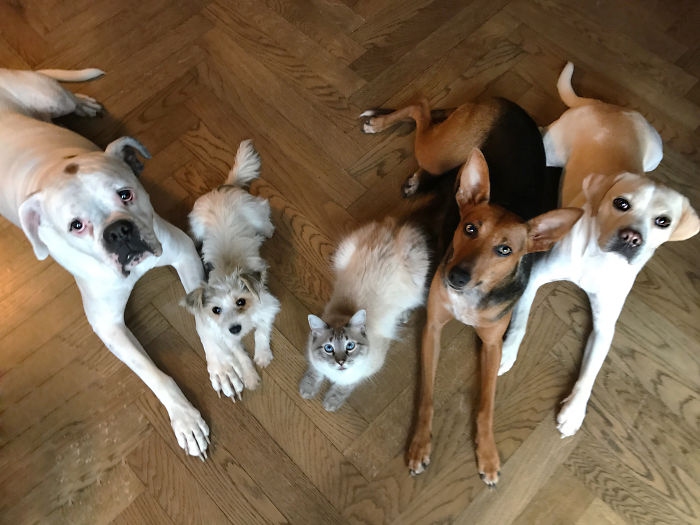 The Berlin Rat Pack Makes One Crazy Family