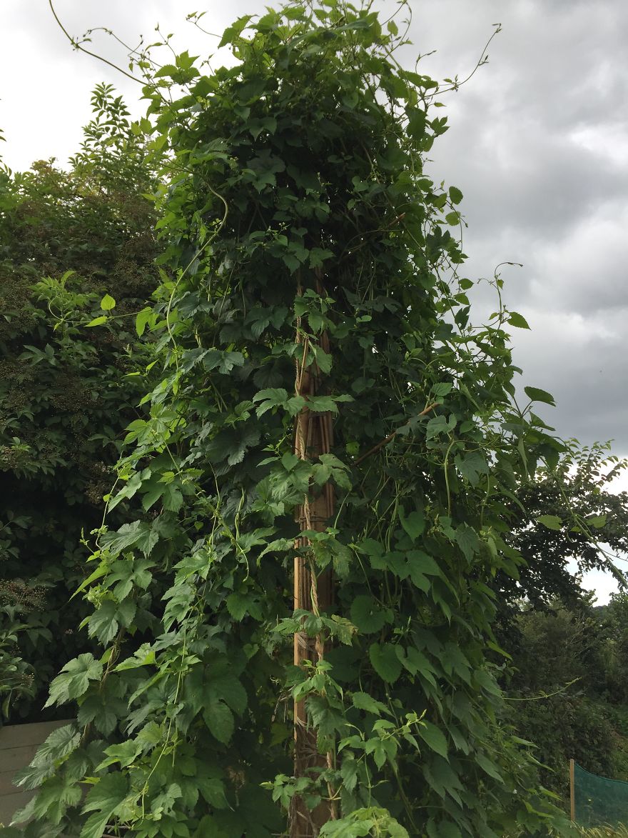 I've Spent 1 Year Growing My Own Beer
