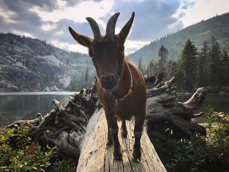 Meet The Coolest Travelling Goat