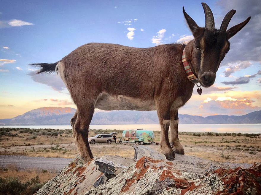 Meet The Coolest Travelling Goat