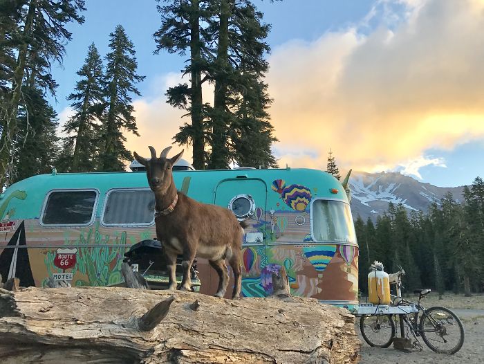 Meet The Coolest Travelling Goat