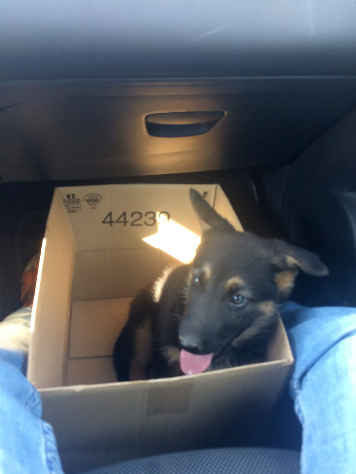 This Is Frau With A Little Over 2 Months, On Her Way To Home. You Can Follow Her Adventures On Instagram :) @frauthegermanshepherd