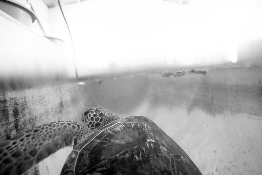 IMG 9299 Edit 59f08cfd80f56  880 - Homem especializa-se em fotografar resgate de tartarugas
