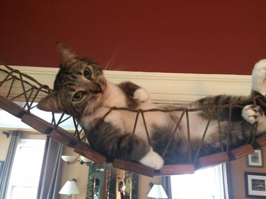 We Created An Indiana Jones Bridge For Our Cat