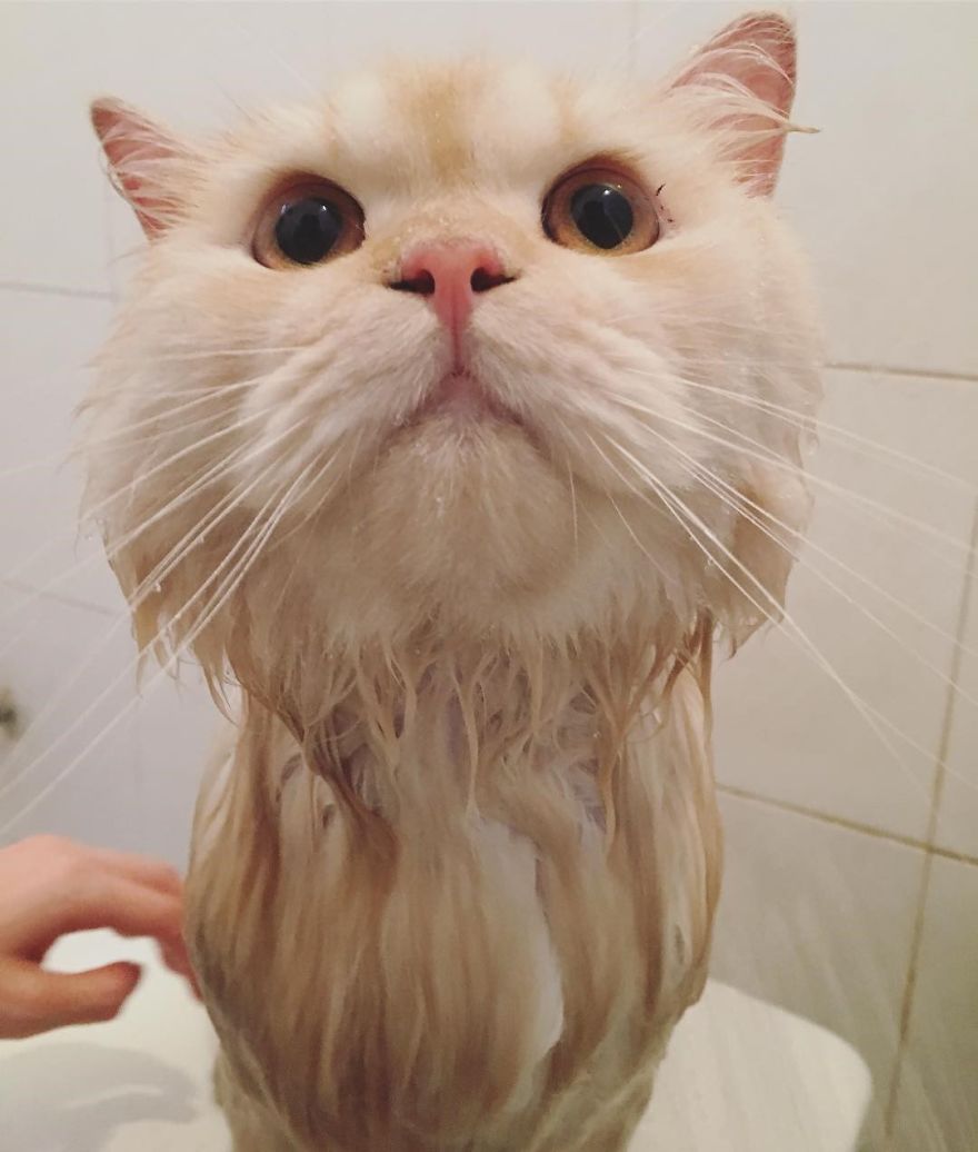 Meet Meepo, The Crazy Cat Who Loves Taking Showers