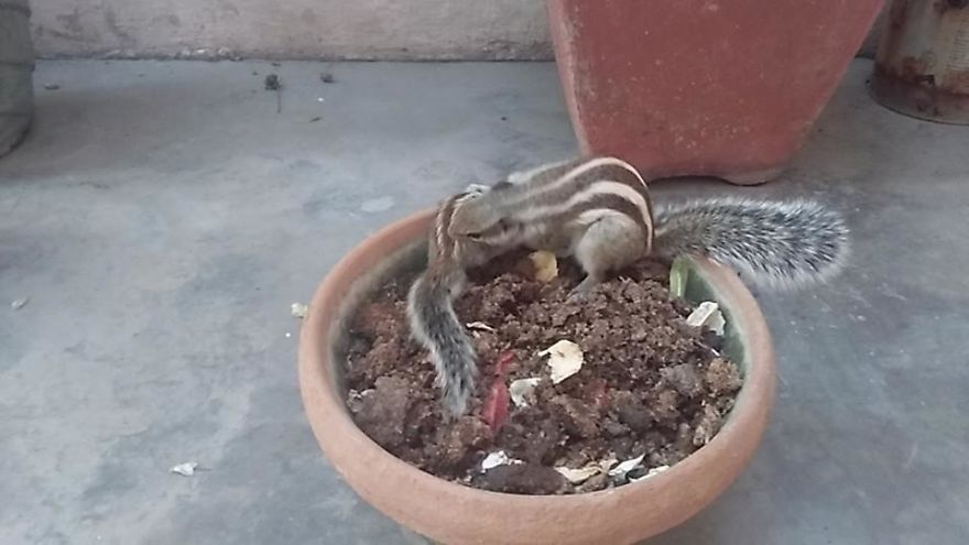 Mommy Squirrel Finds Out Her Baby Is Safe Watch What Happens Next! Mommy Squirrel Finds Out Her Baby Is Safe Watch What Happens Next!