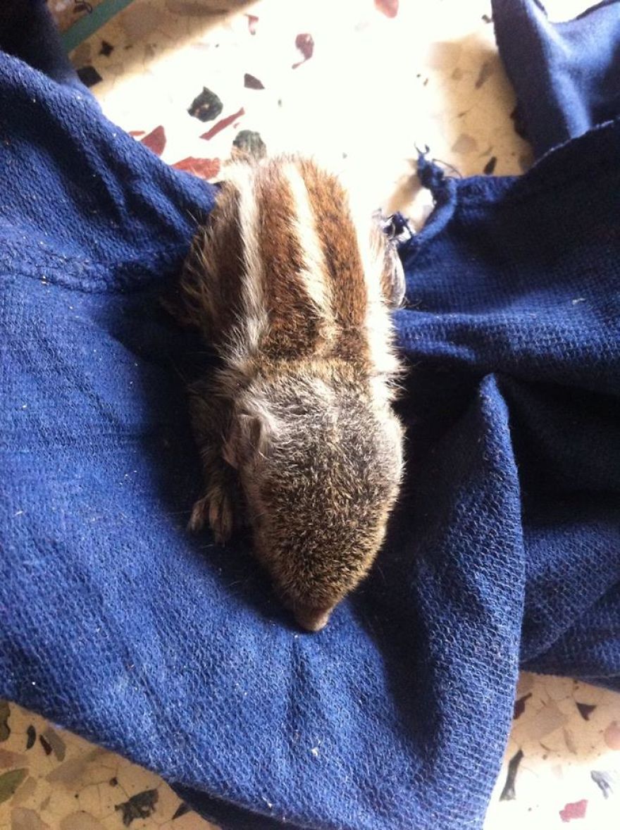 Mommy Squirrel Finds Out Her Baby Is Safe Watch What Happens Next! Mommy Squirrel Finds Out Her Baby Is Safe Watch What Happens Next!