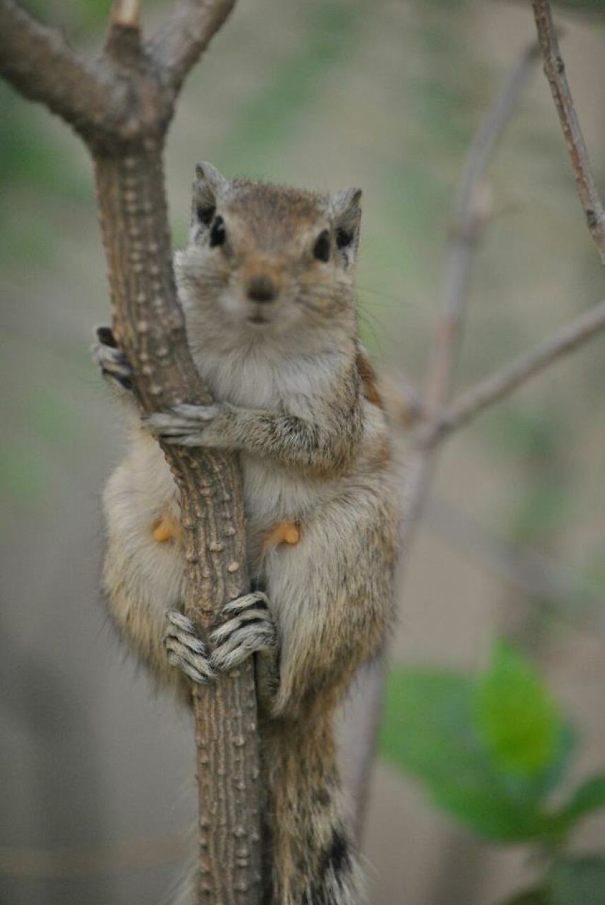 Mommy Squirrel Finds Out Her Baby Is Safe Watch What Happens Next! Mommy Squirrel Finds Out Her Baby Is Safe Watch What Happens Next!