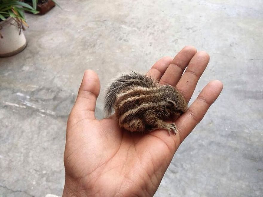 Mommy Squirrel Finds Out Her Baby Is Safe Watch What Happens Next! Mommy Squirrel Finds Out Her Baby Is Safe Watch What Happens Next!