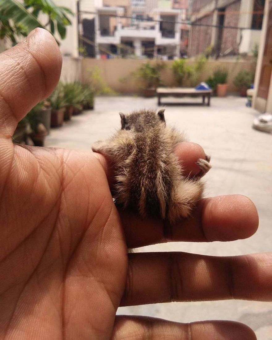 Mommy Squirrel Finds Out Her Baby Is Safe Watch What Happens Next! Mommy Squirrel Finds Out Her Baby Is Safe Watch What Happens Next!
