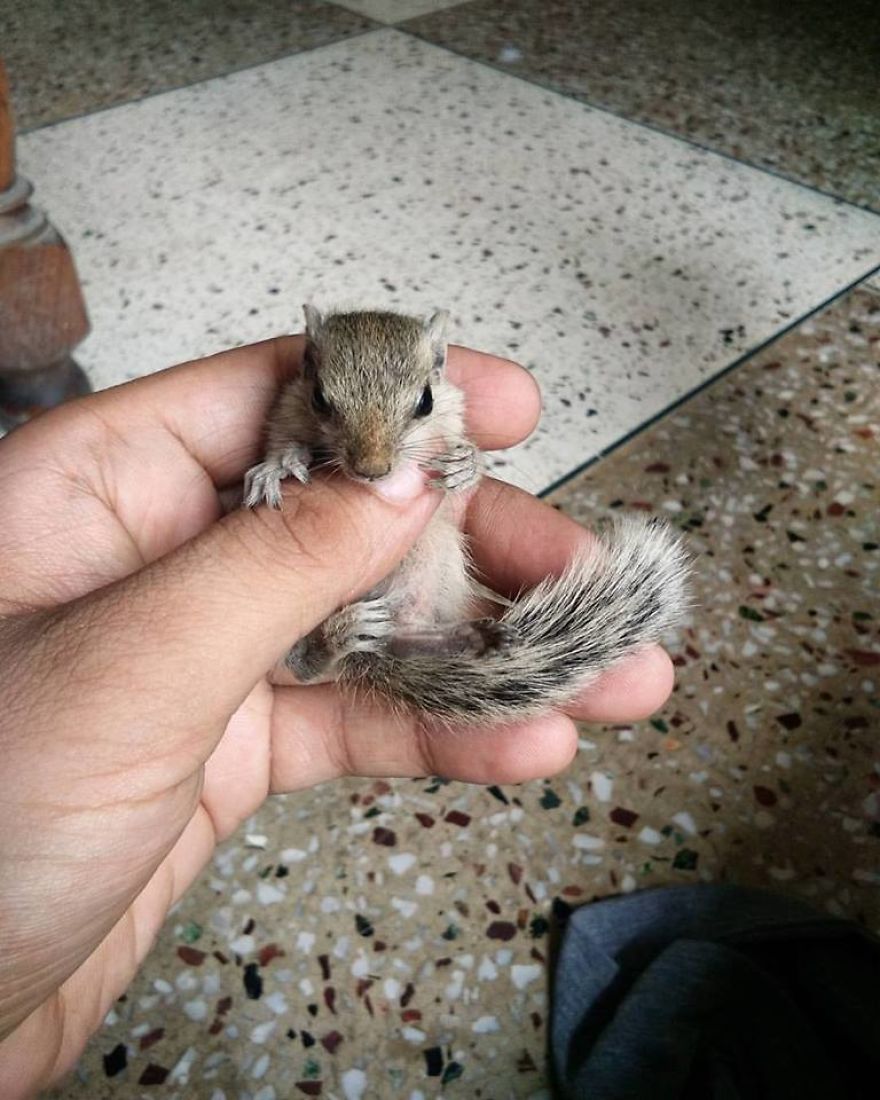 Mommy Squirrel Finds Out Her Baby Is Safe Watch What Happens Next! Mommy Squirrel Finds Out Her Baby Is Safe Watch What Happens Next!