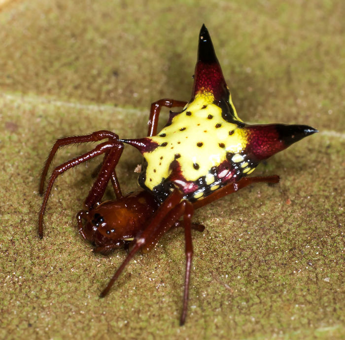 The Backside Of This Rare Spider Looks Like Pikachu From Your Nightmares