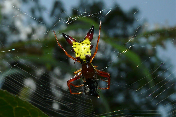 The Backside Of This Rare Spider Looks Like Pikachu From Your Nightmares