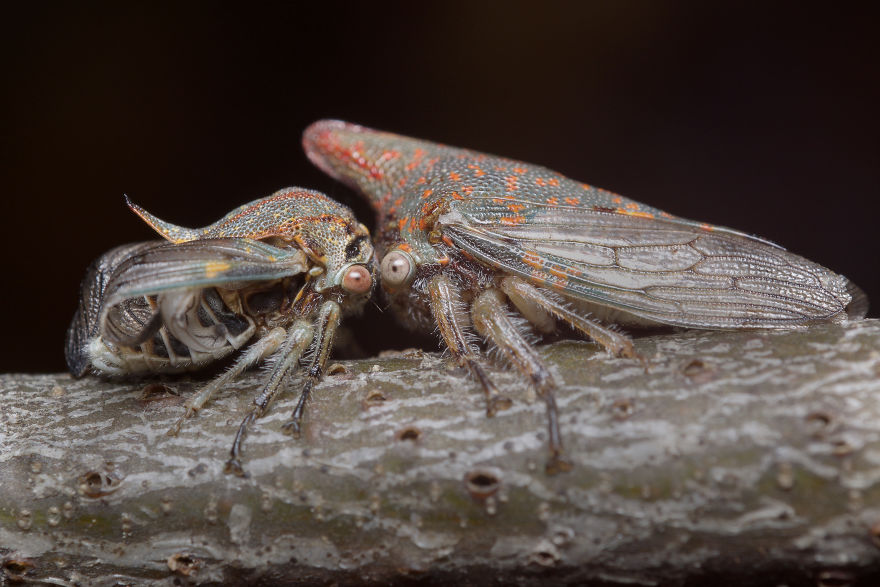 I Photographed Evidence Of Maternal Instincts In Insects