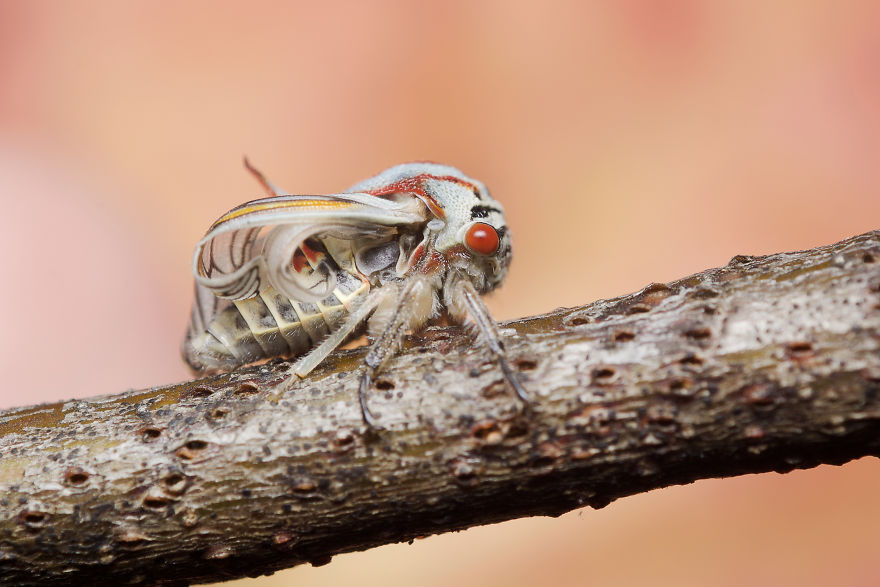 I Photographed Evidence Of Maternal Instincts In Insects
