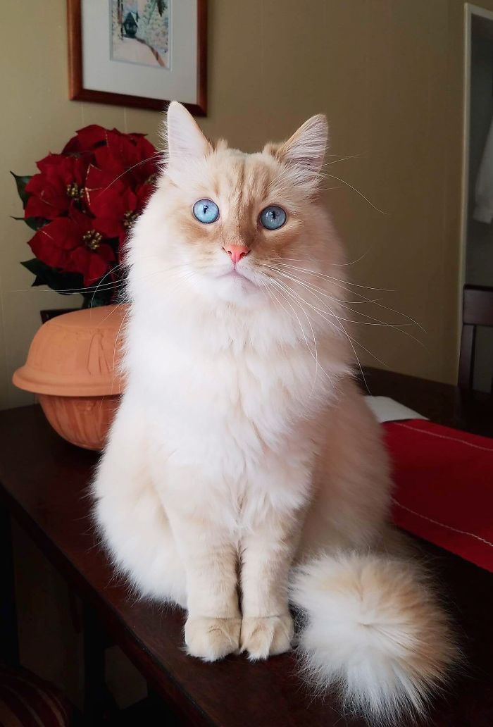 The Moment This Owner Realized His Cat Is A Disney Princess