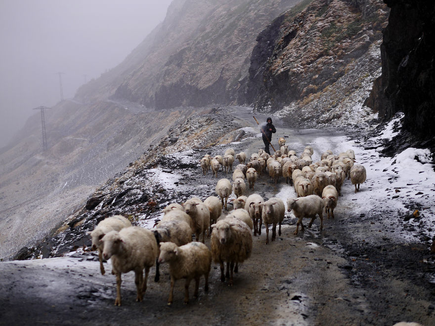 The Mountain Shepherds In Georgia