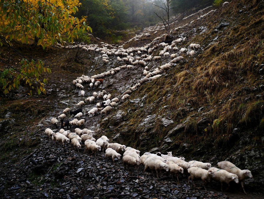 The Mountain Shepherds In Georgia