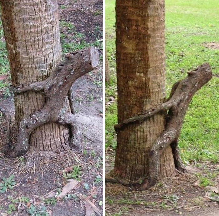  A Rare Horny-Tree