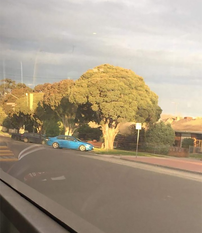 This Tree Looks Like Straight Up Broccoli