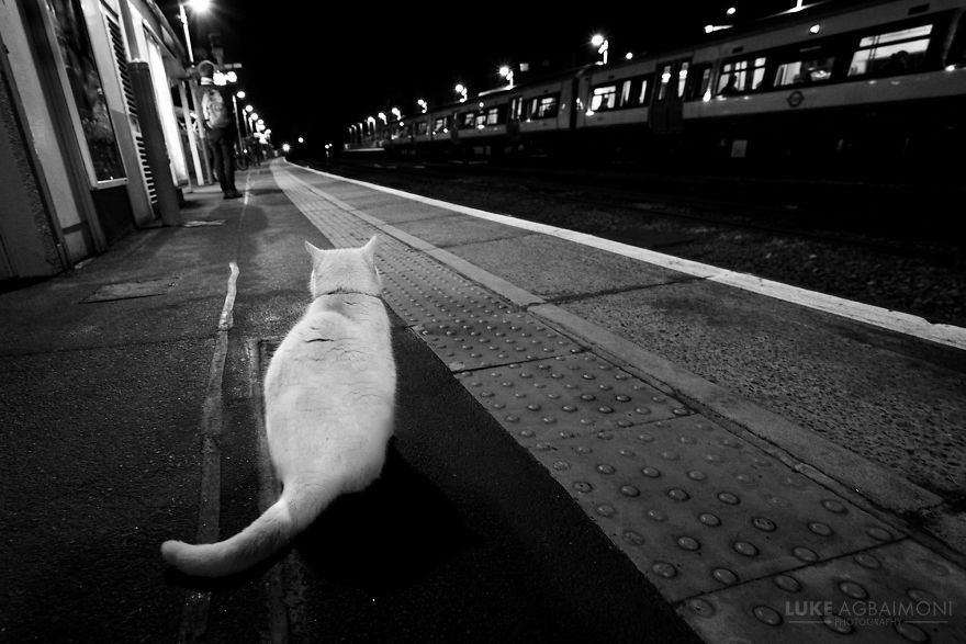 Brockley Overground Station - Cat Waits For Train