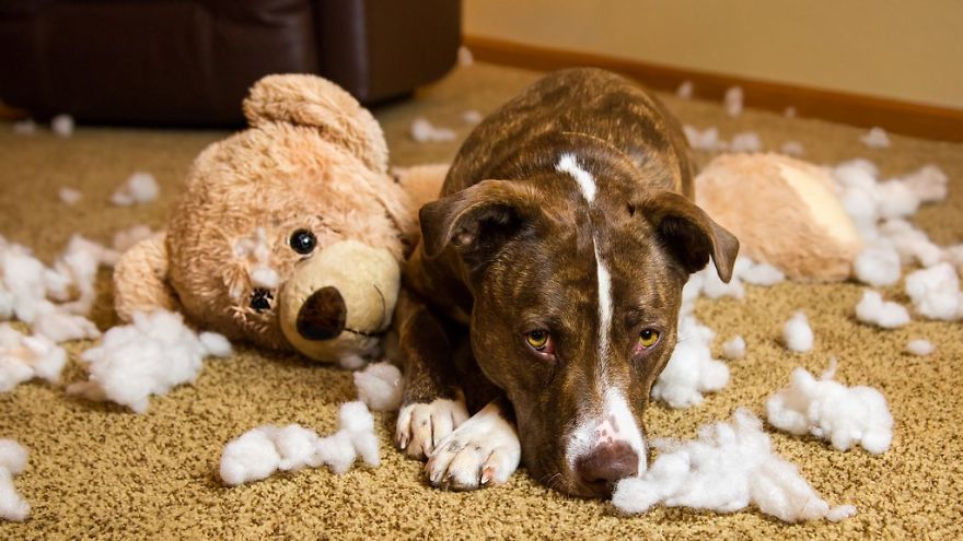5 Dogs With Convincing Excuses For Being Wicked With Toys 5 Dogs With Convincing Excuses For Being Wicked With Toys