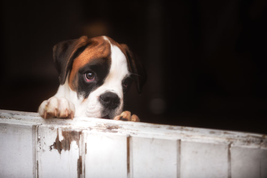 10 Cute Boxer Pup Watching The Rain Shots