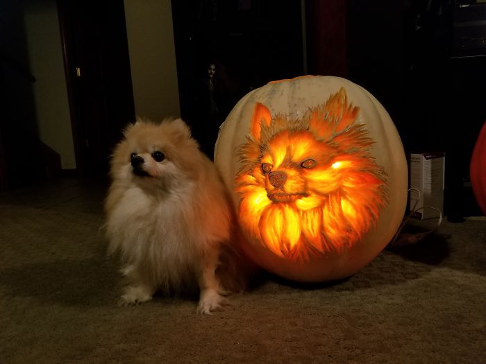 I Carved A Dog-O-Lantern That Looks Like My Pomeranian Sophie