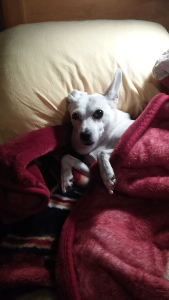 My Granddog Roxy All Tucked In For The Night!