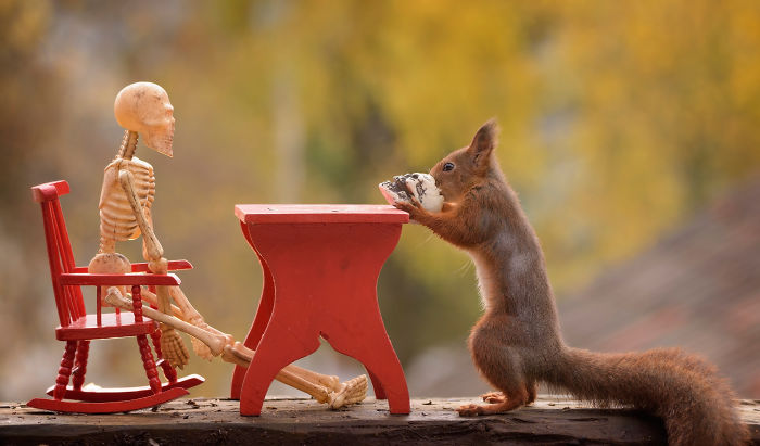 Here’s How Squirrels Celebrate Halloween