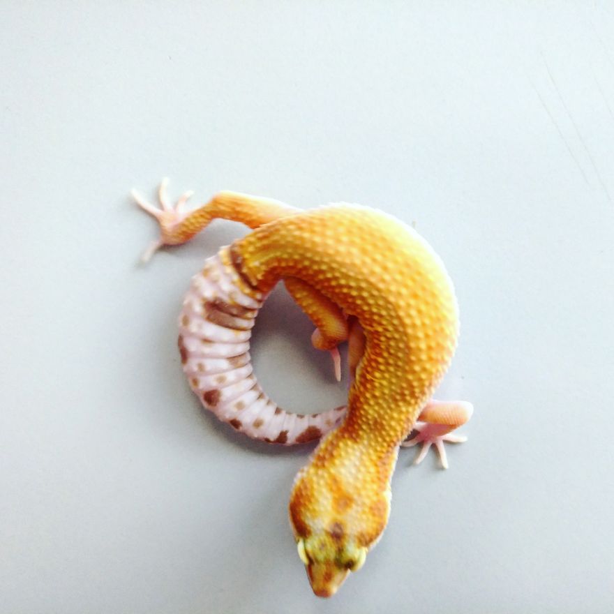 The Fabulous Life Of Gery The Gecko