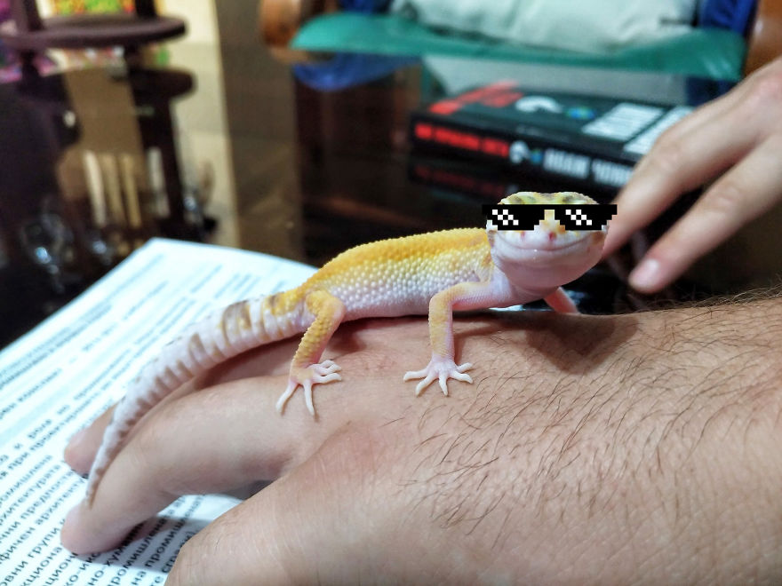 The Fabulous Life Of Gery The Gecko