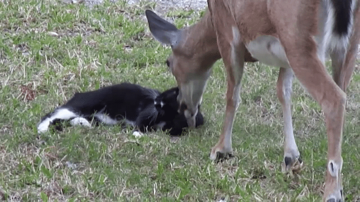 These Deer Licking Cats Will Give You Life