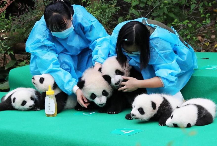 These Images Of 10 Panda Cubs Will Fill Your Heart With Joy