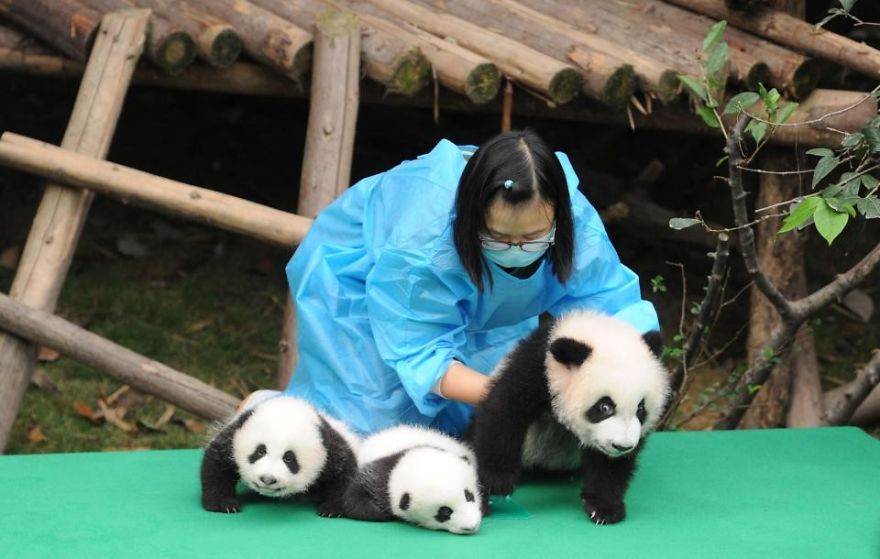 These Images Of 10 Panda Cubs Will Fill Your Heart With Joy