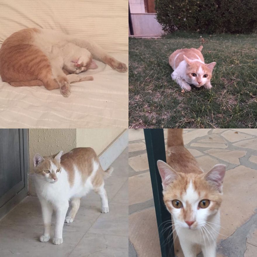 This Animal Lover Is Doing Amazing Things To Save Abandoned Cats In Saudi Arabia