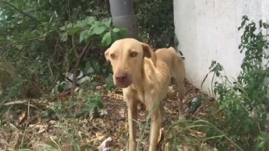 This Dog Was Left To Die On The Streets, Wait Till You See What Happens!