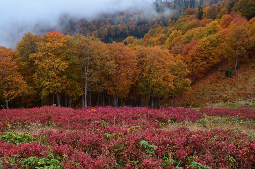 This Is What October In Bakhmaro(Georgia) Looks Like