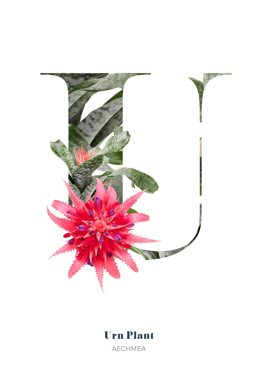 I Wanted To See What The Alphabet Would Look Like Made Out Of Flowers