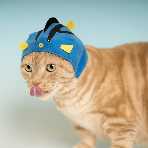 We Suggest Aquarium Animal Hats For Your Cat To Succeed At Halloween