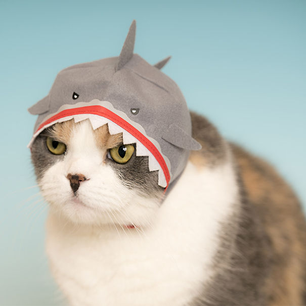 We Suggest Aquarium Animal Hats For Your Cat To Succeed At Halloween
