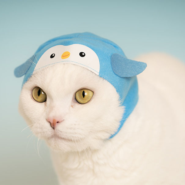 We Suggest Aquarium Animal Hats For Your Cat To Succeed At Halloween