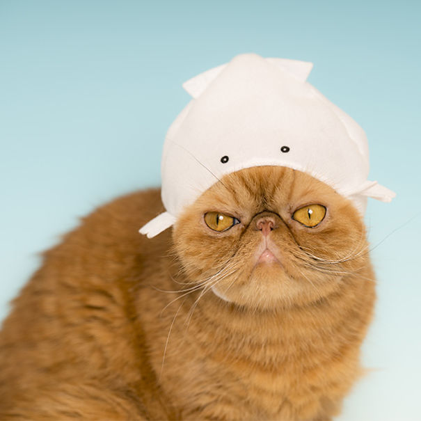We Suggest Aquarium Animal Hats For Your Cat To Succeed At Halloween