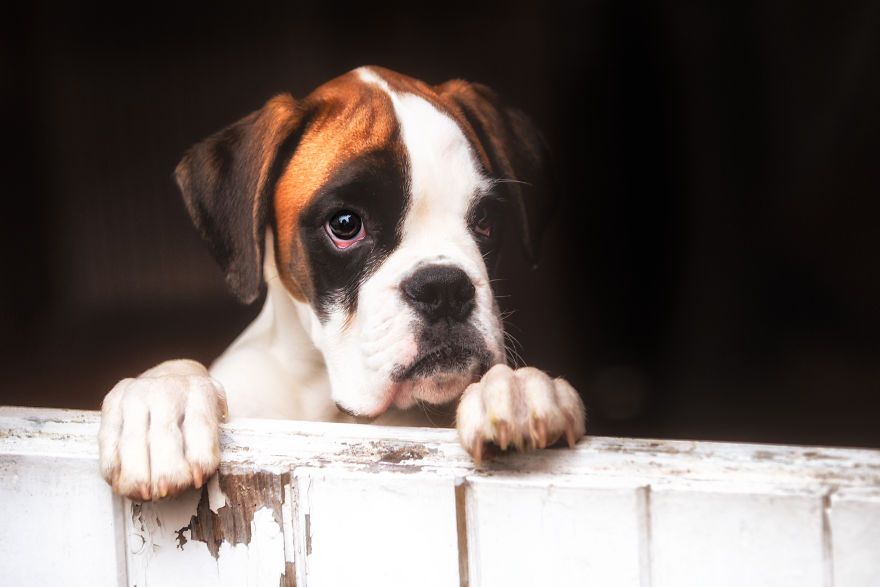 10 Cute Boxer Pup Watching The Rain Shots