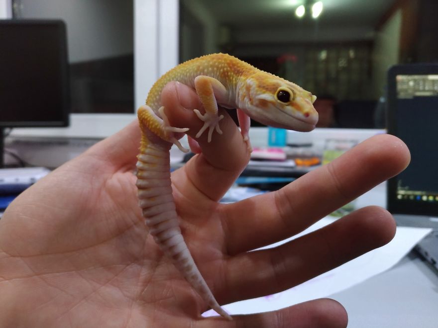 The Cutest Yawning (Or Laughing) Gery The Gecko