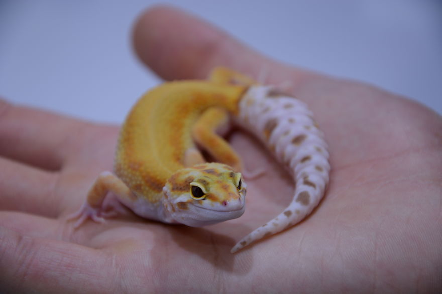 The Cutest Yawning (Or Laughing) Gery The Gecko