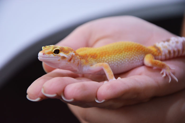 The Cutest Yawning (Or Laughing) Gery The Gecko