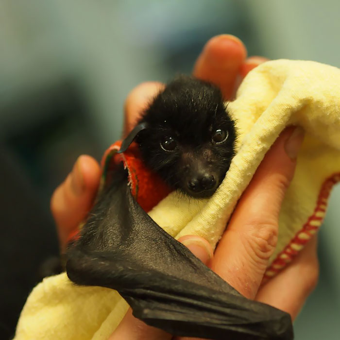 Cute And Fluffy Bat Baby